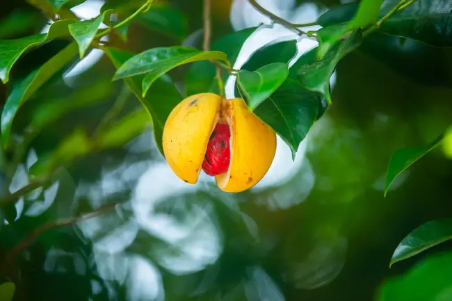 Grenada-Nutmeg-1 (1)